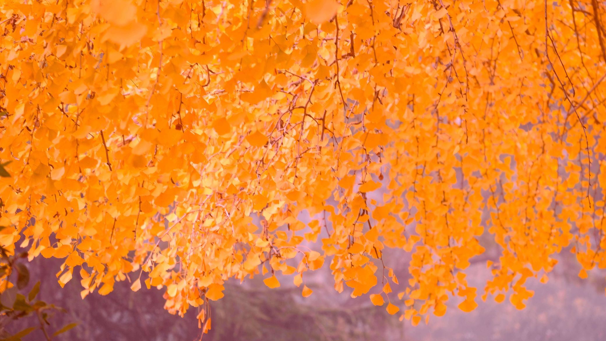 Il giardino dell’Eden – Ginkgo Biloba